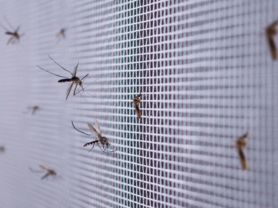 About Termite Inspection Marilyn Ann - termite inspection experts in Marilyn Ann